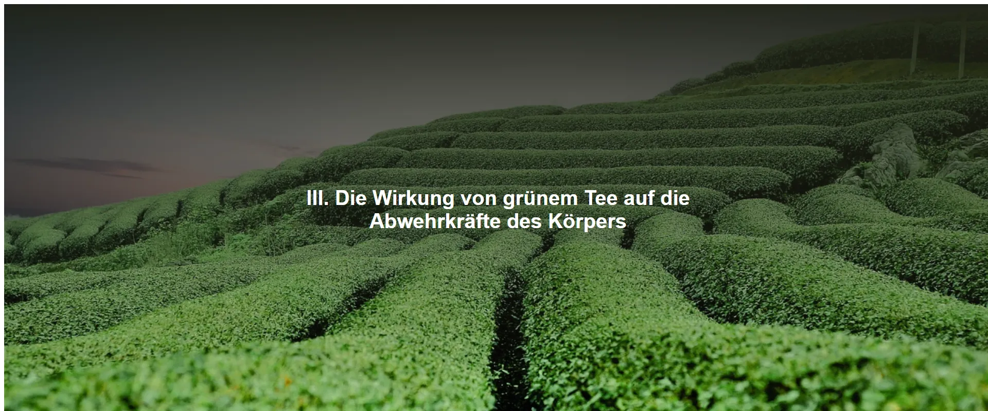 Die Wirkung von grünem Tee auf die Abwehrkräfte des Körpers